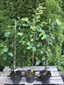 Parocja perska (Parrotia persica) sadzonka zdjęcie sadzonki